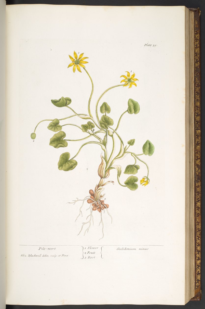 Planche 51, Herbe aux Hémorroïdes, de 