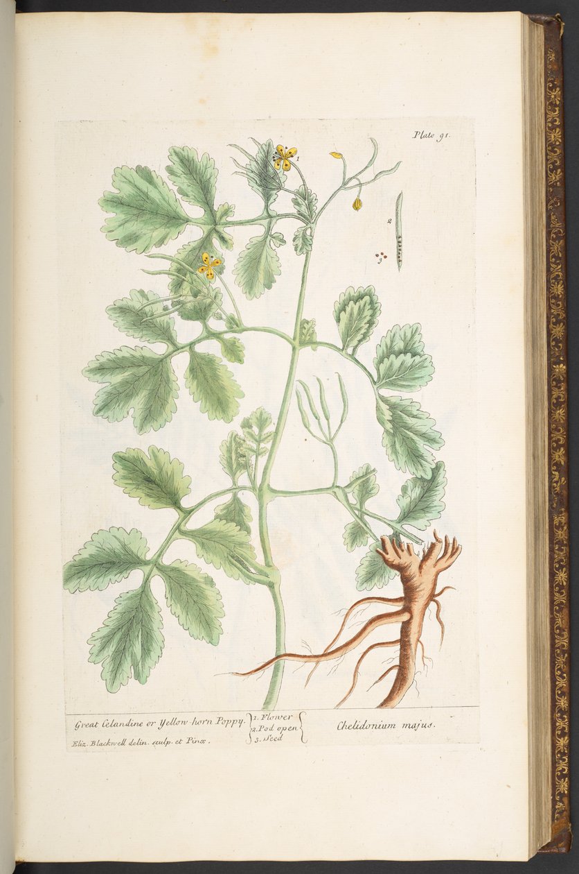 Planche 91, Grande chélidoine ou pavot cornu jaune, de 