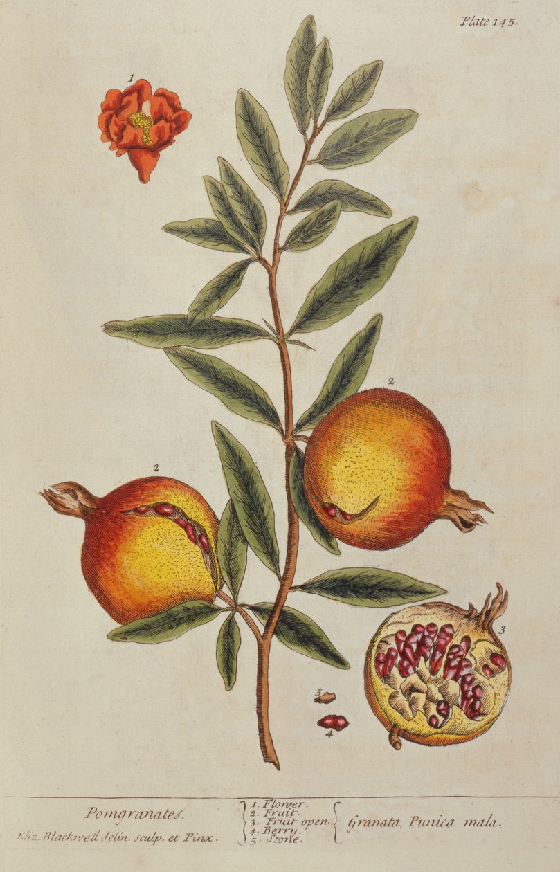 Punica granatum, d