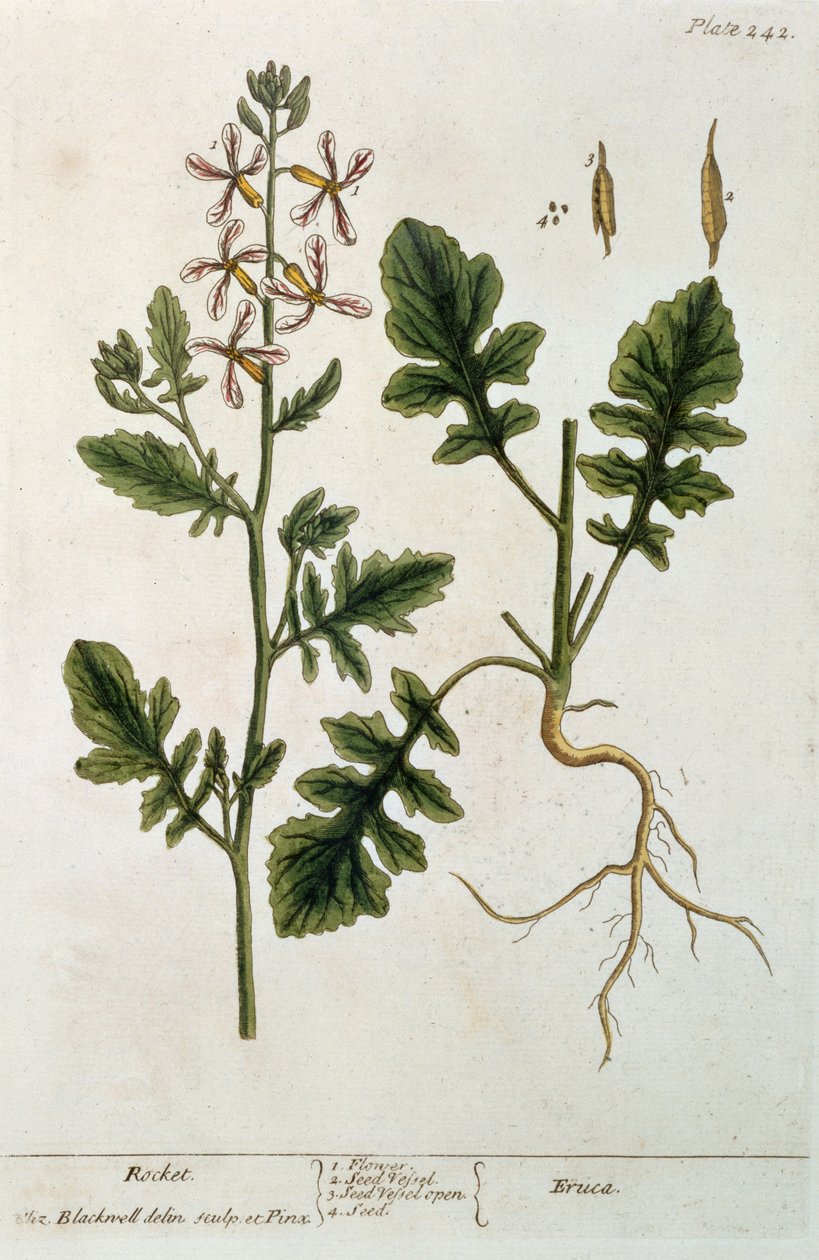 Roquette, planche 242 de 