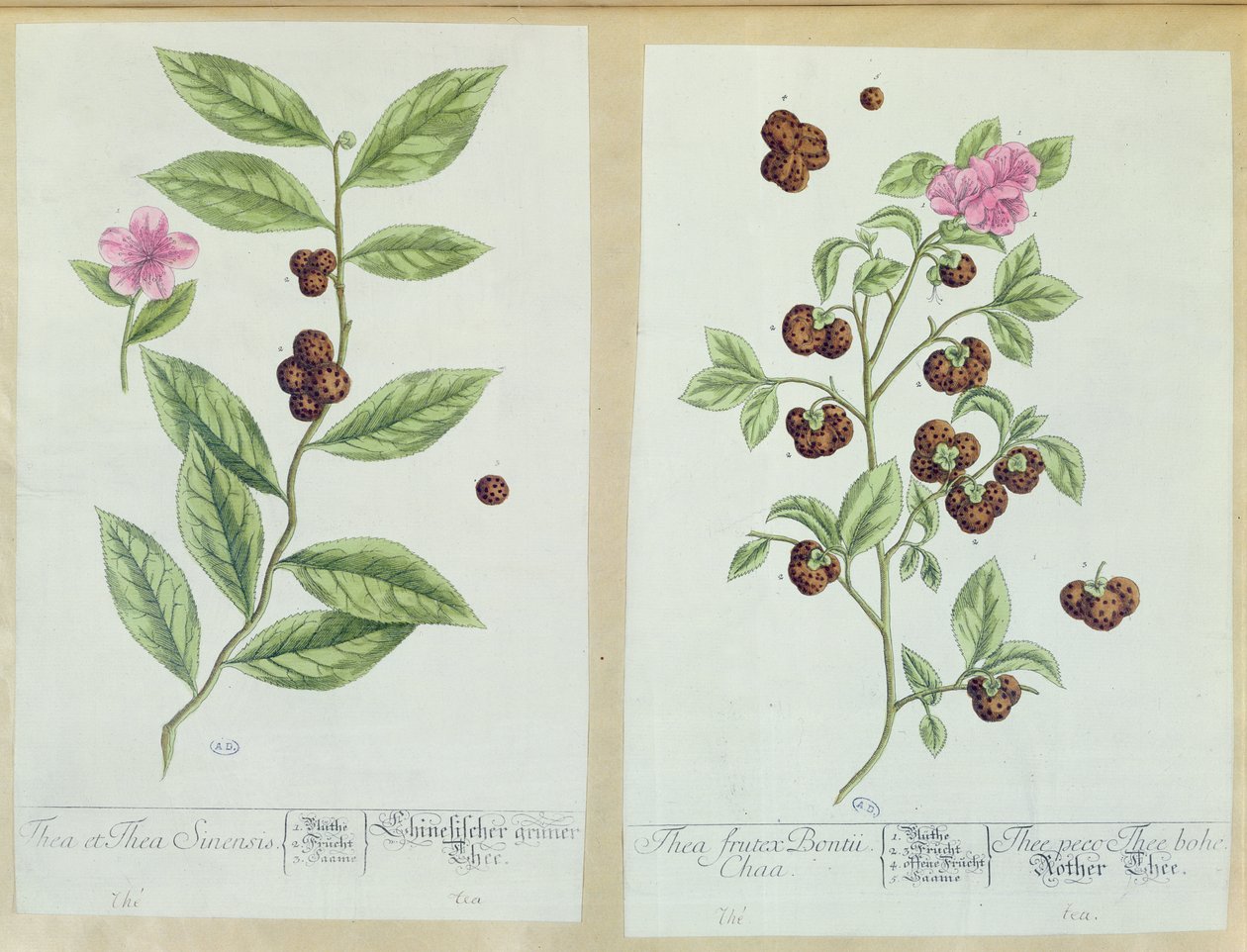 Thé et thé de Chine, planche de 