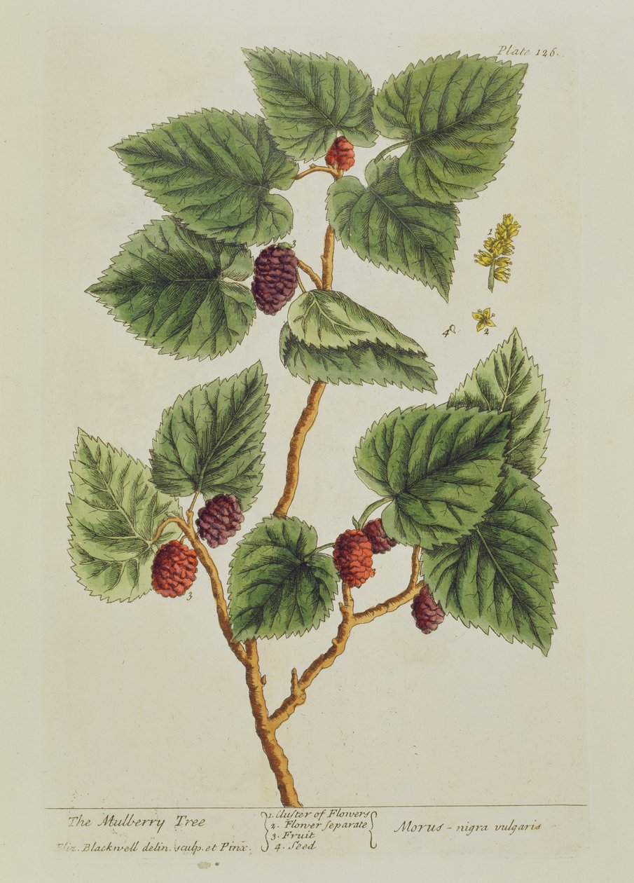 Le mûrier, planche 126 de 