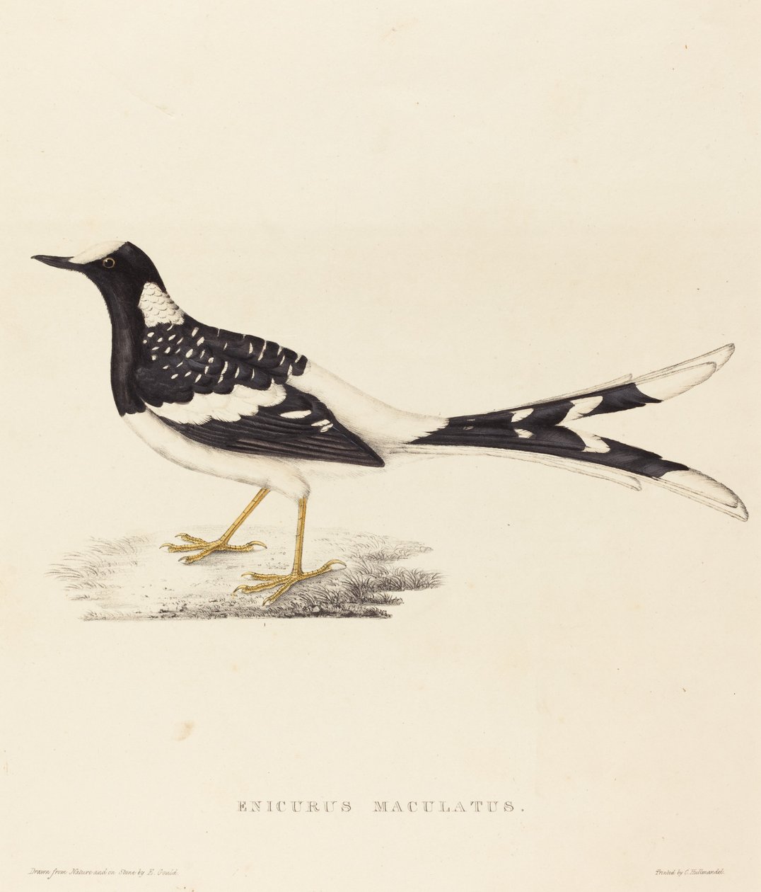 Enicurus Maculatus (Forktail tacheté) - Elizabeth Gould