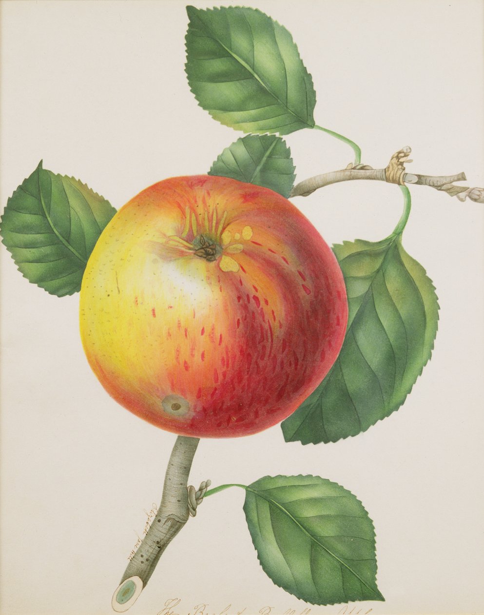 Une pomme, vers 1835 - Elizabeth Jane Hill