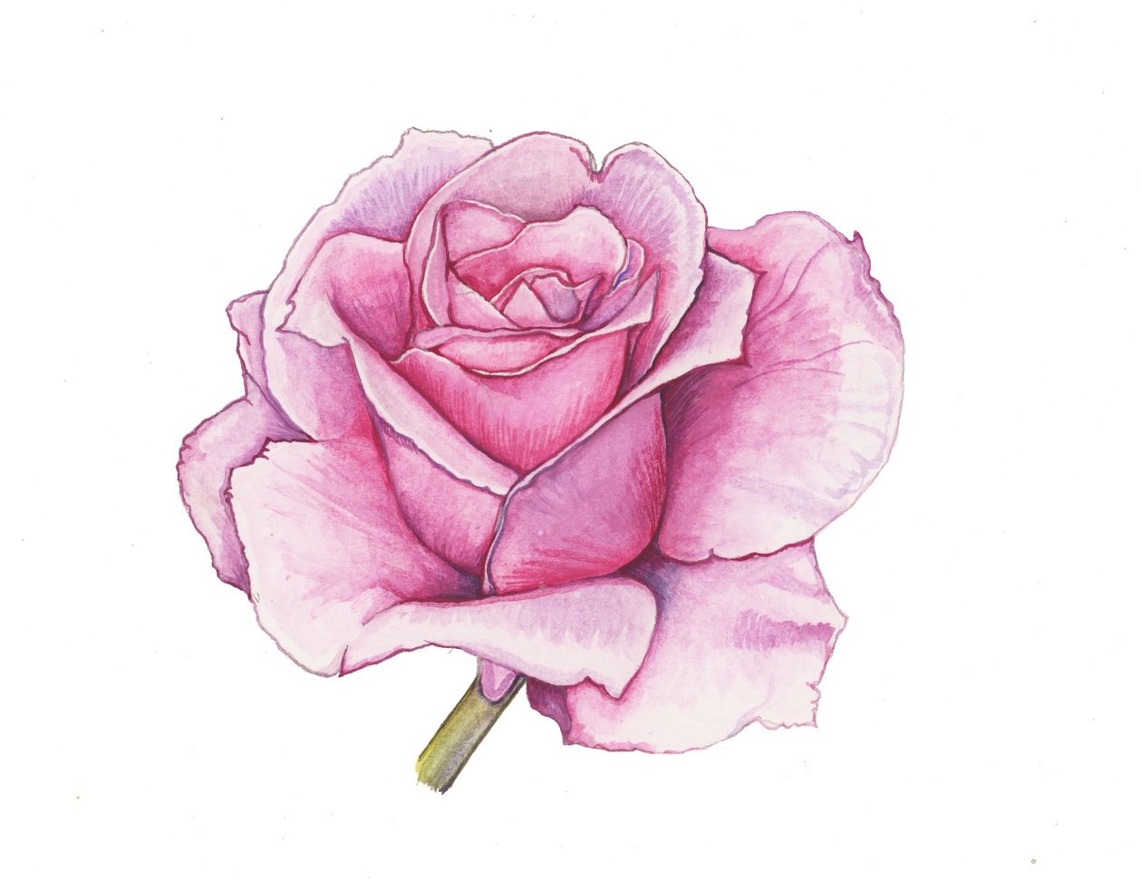 Rose rose, 2012 (aquarelle) - Elizabeth Rider