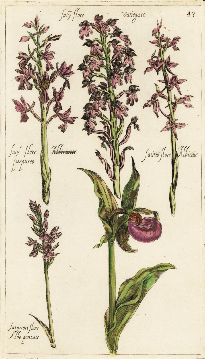 Différentes variétés d
