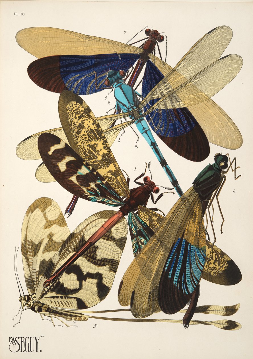 Planche 10 de Insectes, pub. années 1930 - Émile Allain Séguy