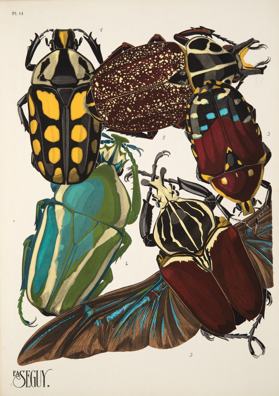 Planche 11 de Insectes, pub. années 1930 - Émile Allain Séguy