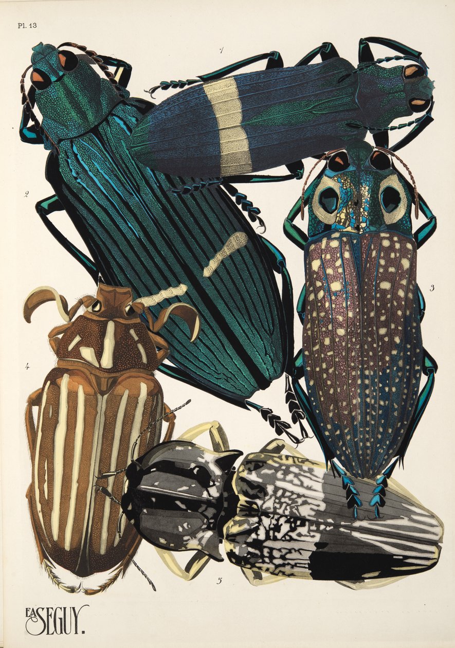 Planche 13 de Insectes, pub. années 1930 - Émile Allain Séguy