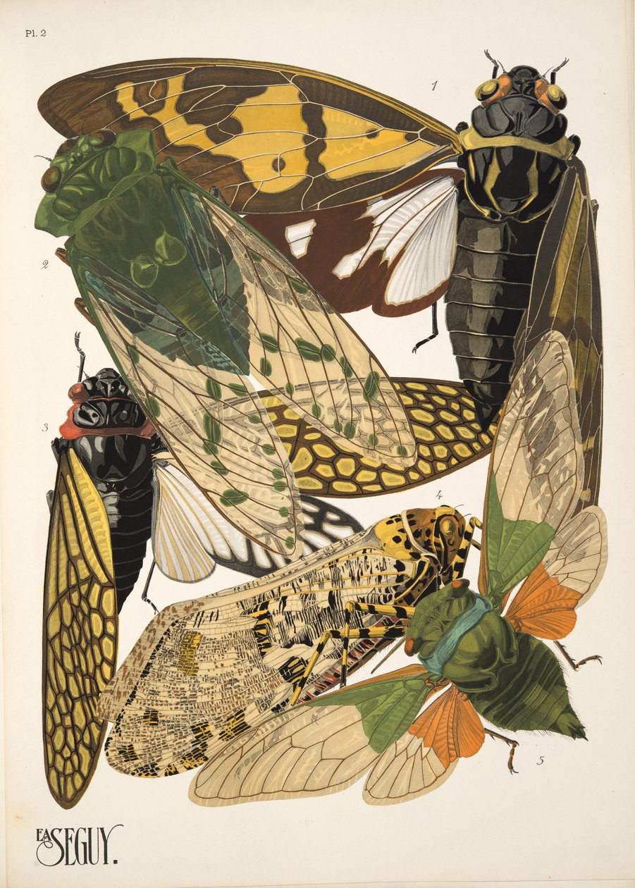 Planche 2 de Insectes, pub. années 1930 - Émile Allain Séguy