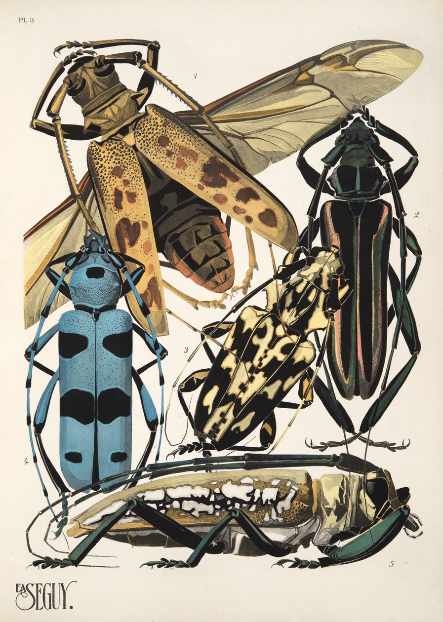 Planche 3 de Insectes, pub. années 1930 - Émile Allain Séguy
