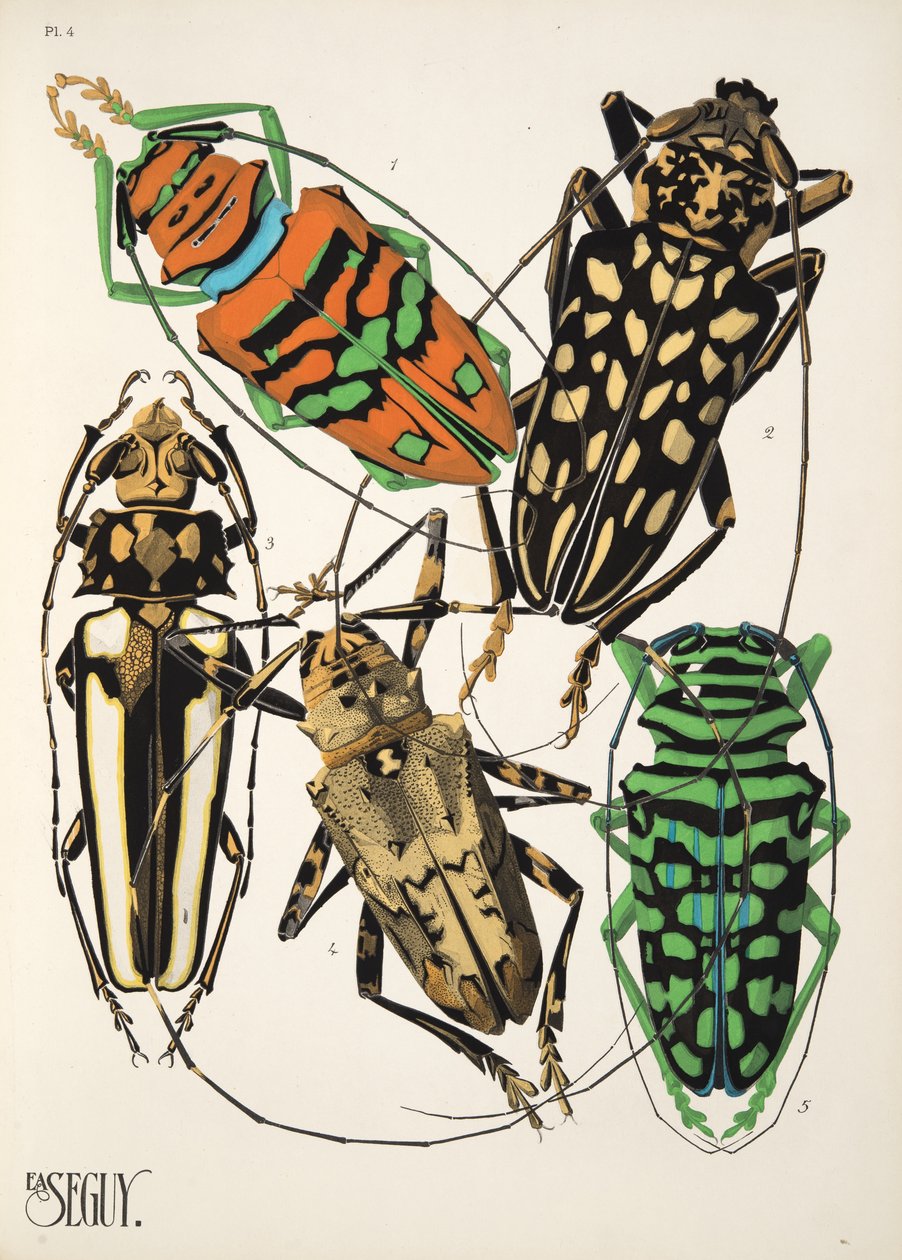 Planche 4 de Insectes, pub. années 1930 - Émile Allain Séguy