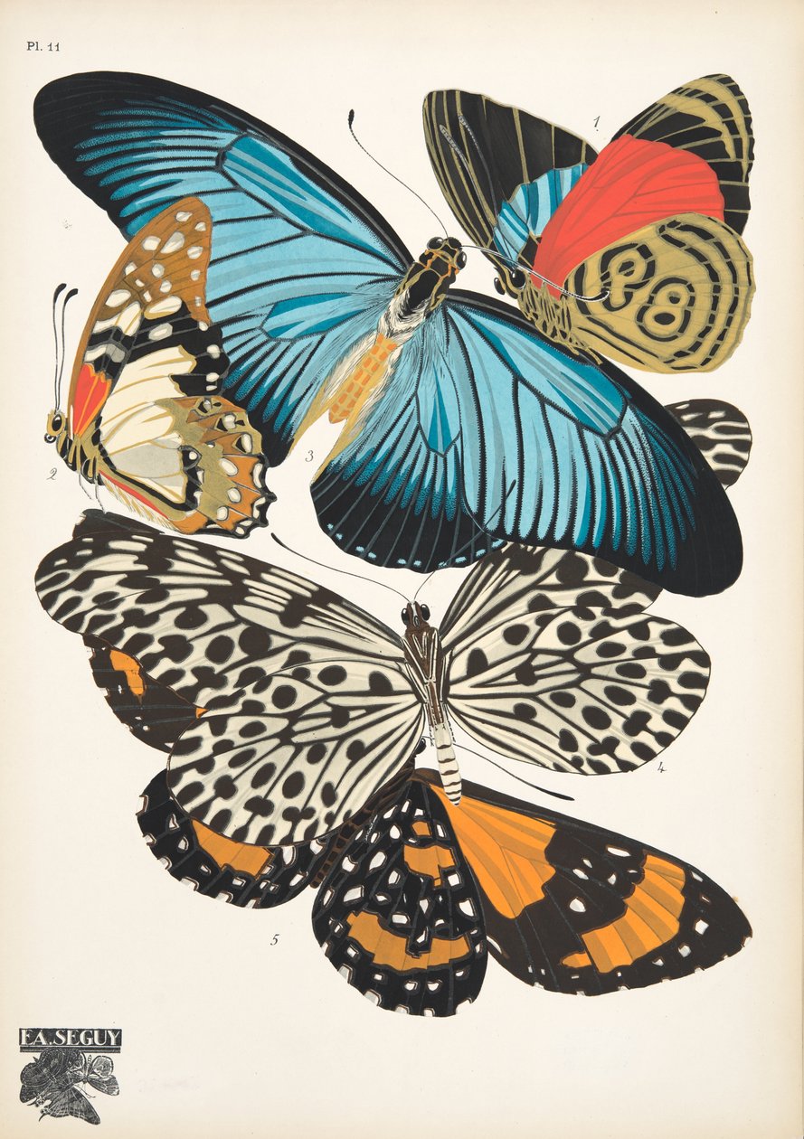 Planche 11, de Papillons, pub. 1925 - Émile Allain Séguy