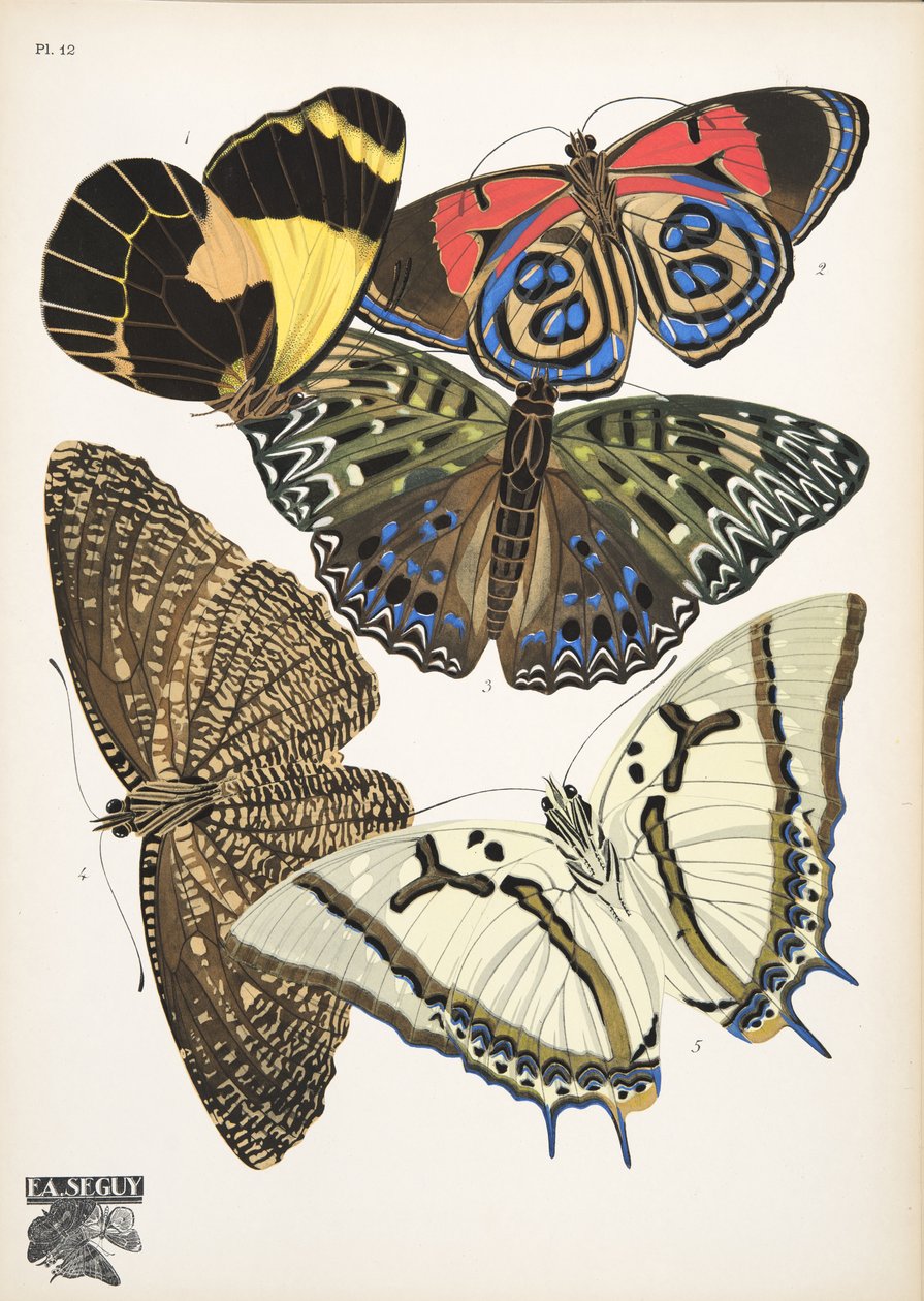 Planche 12 de Papillons, pub. 1925 - Émile Allain Séguy