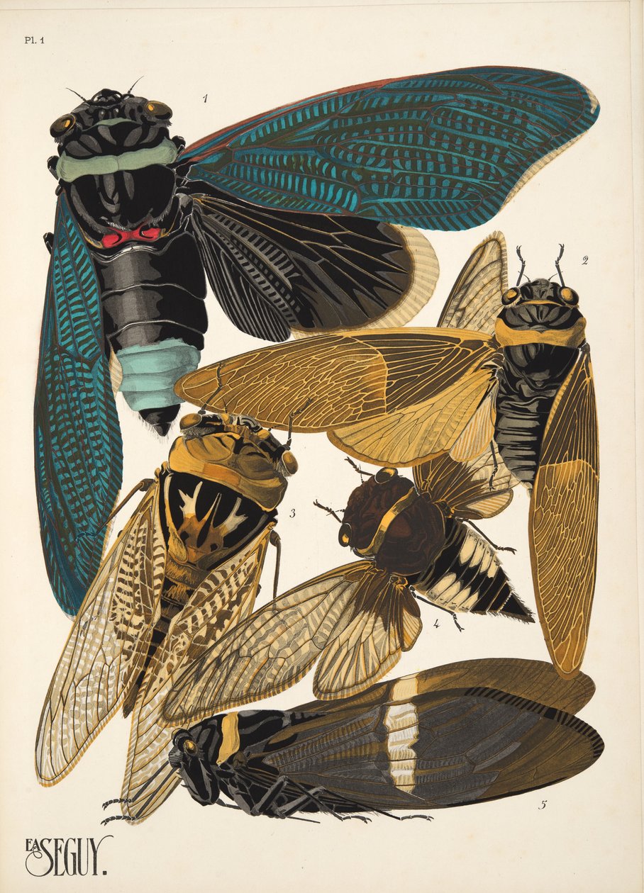 Planche 1 de Insectes, pub. années 1930 - Émile Allain Séguy