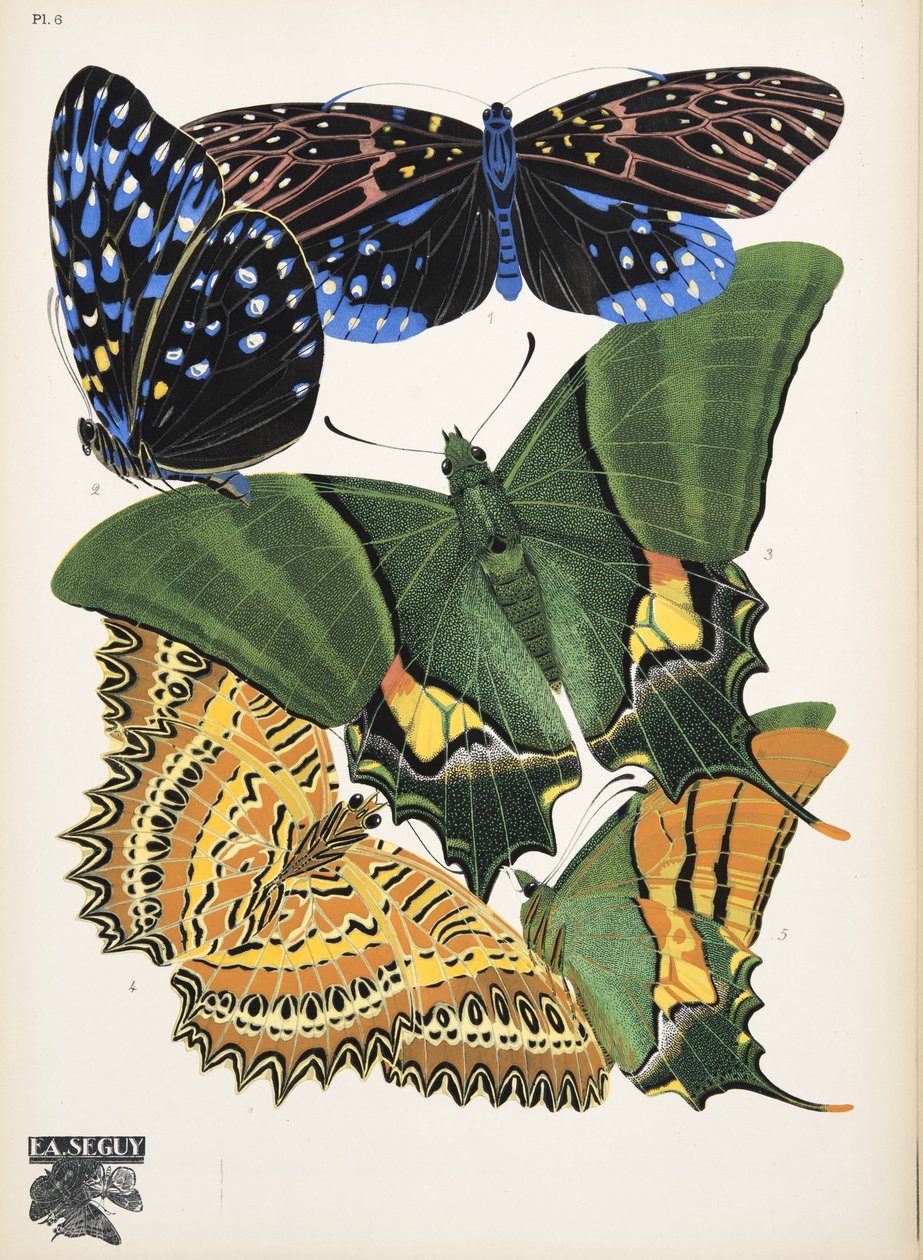 Planche 6 de Papillons, pub. 1925 - Émile Allain Séguy