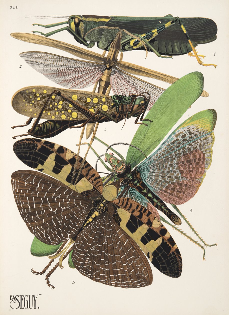 Planche 8 de Insectes, pub. années 1930 - Émile Allain Séguy