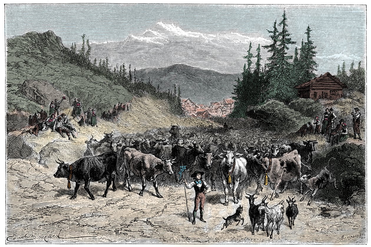 Le jodel ou départ des troupeaux (vaches, chèvres) vers les pâturages. Illustration d