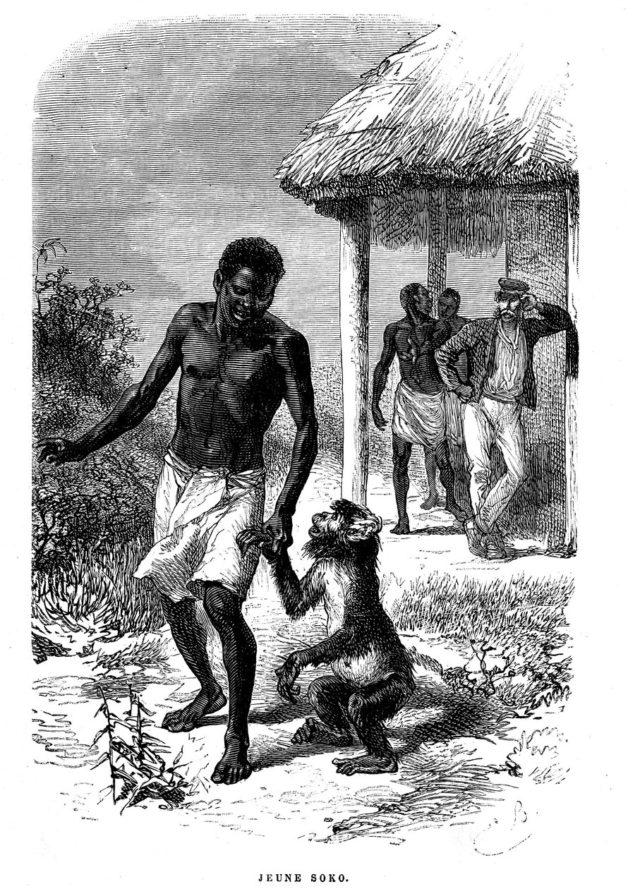 Jeune singe Soko en Afrique. Gravure par Émile Bayard (1837-1891) illustrant les dernières histoires de l