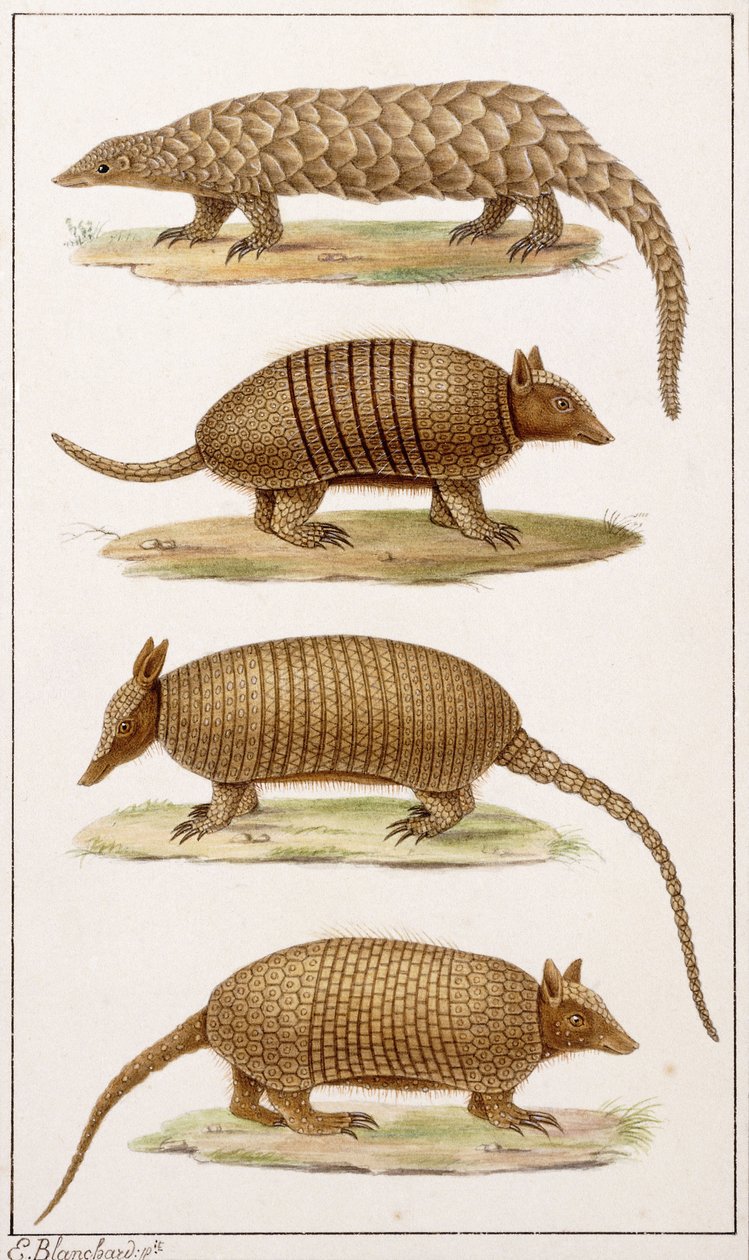 Un grand fourmilier et trois types de tatous - Emile Theophile Blanchard