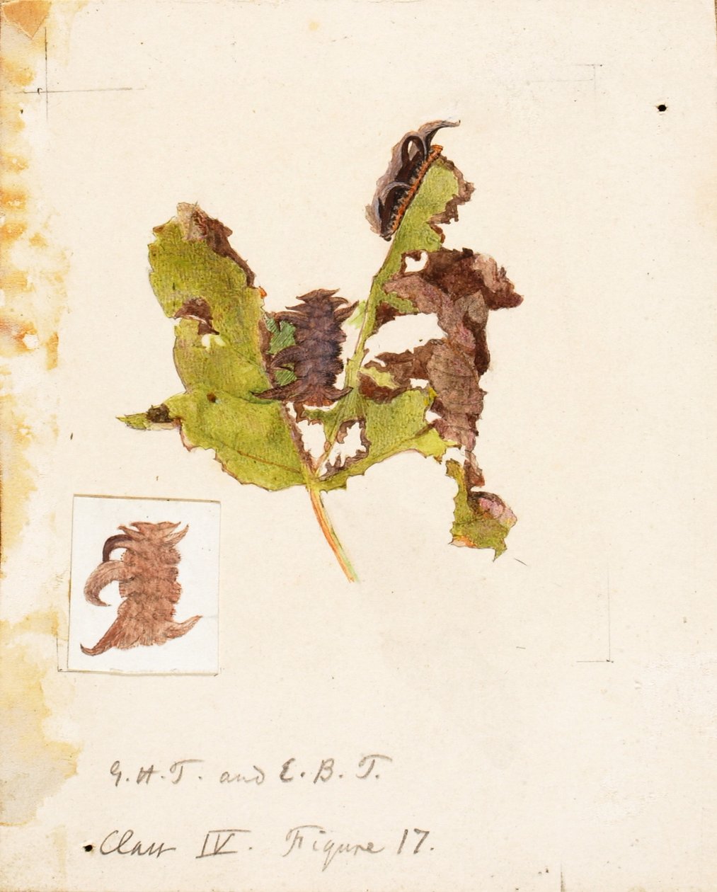 Chenille à feuilles froissées, étude pour le livre La dissimulation de la coloration dans le règne animal - Emma Beach Thayer