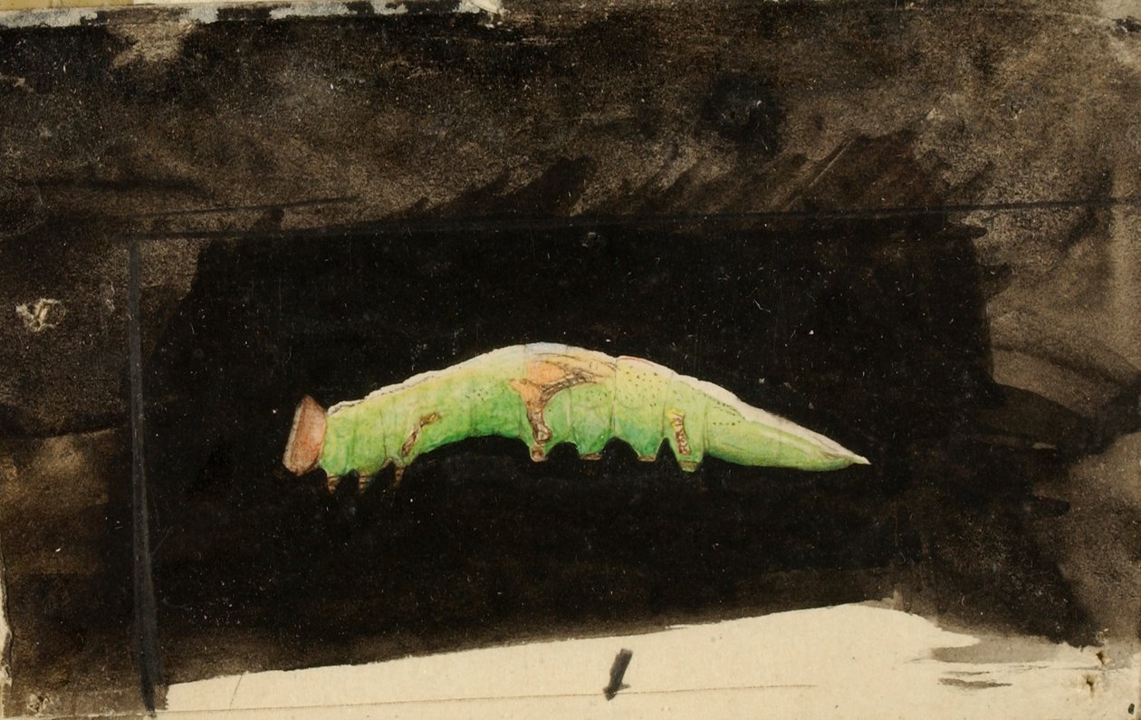 Chenille à grandes taches de la bordure de la feuille de plage, étude pour le livre Concealing Coloration in the Animal Kingdom (en anglais) - Emma Beach Thayer