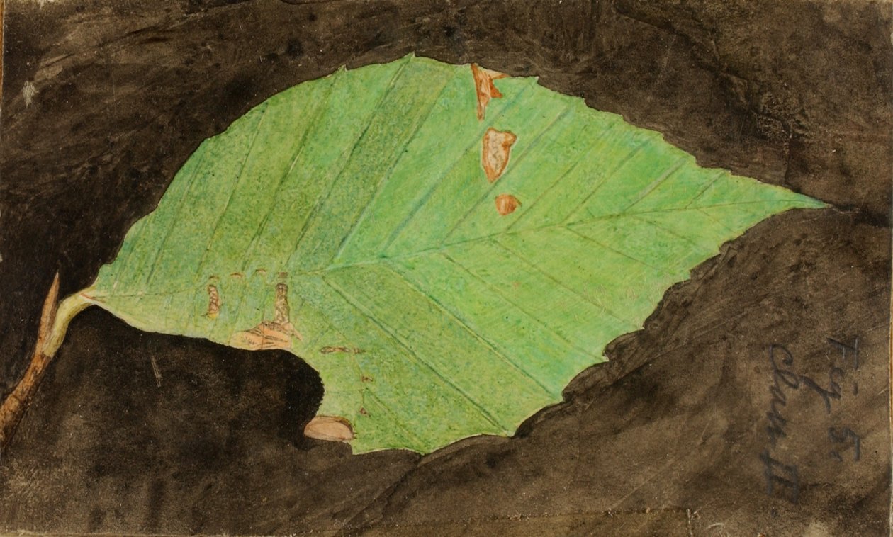 Chenille de la feuille de plage tachetée plus petite... - Emma Beach Thayer