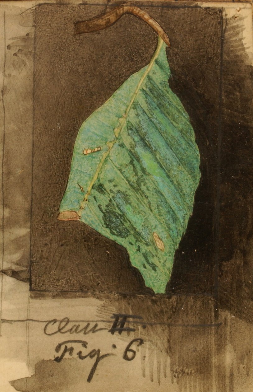 Petite chenille tachetée de bord de feuille de plage, étude pour le livre Concealing Coloration in the Animal Kingdom (en anglais) - Emma Beach Thayer