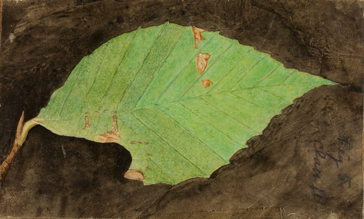 Petite chenille tachetée de bord de feuille de plage, étude pour le livre Concealing Coloration in the Animal Kingdom (en anglais) - Emma Beach Thayer