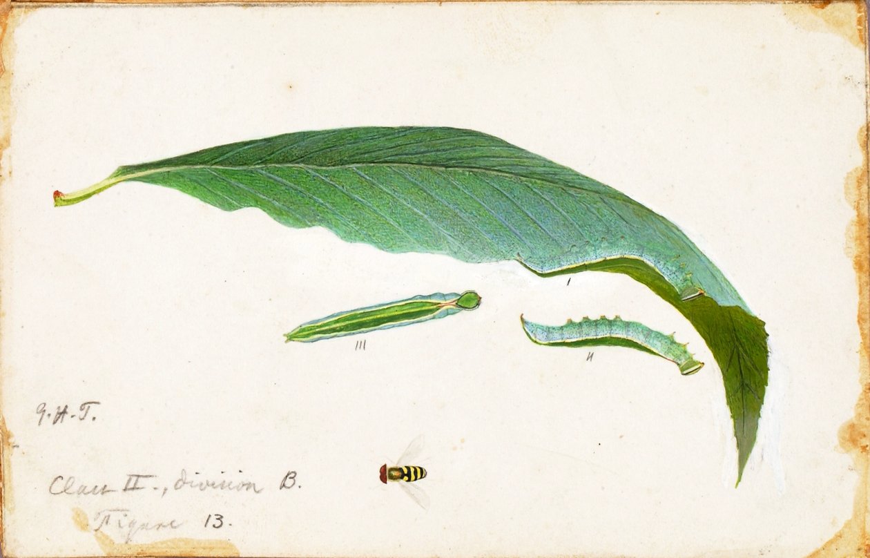 Chenille de bord de feuille de plage non tachetée, étude pour le livre La dissimulation de la coloration dans le règne animal - Emma Beach Thayer