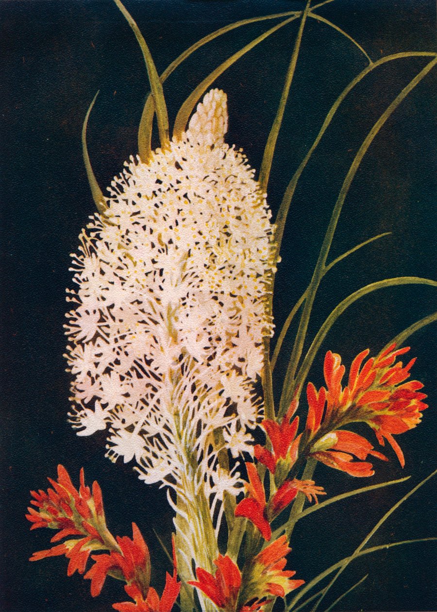 Herbe Squaw et pinceau écarlate, vers 1915 - Emma Graham Clock