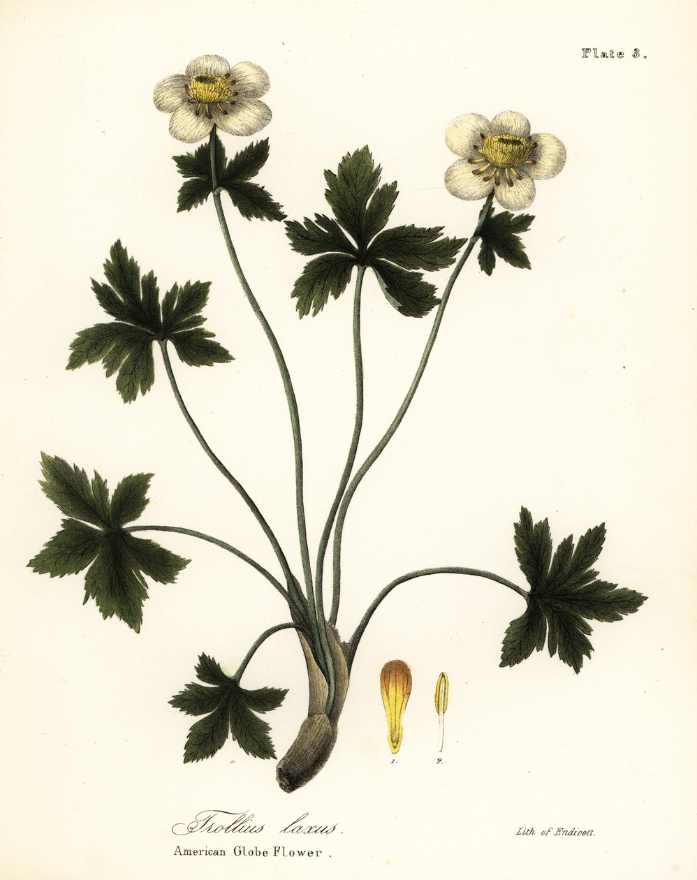 Trollius laxus - Endicott Endicott