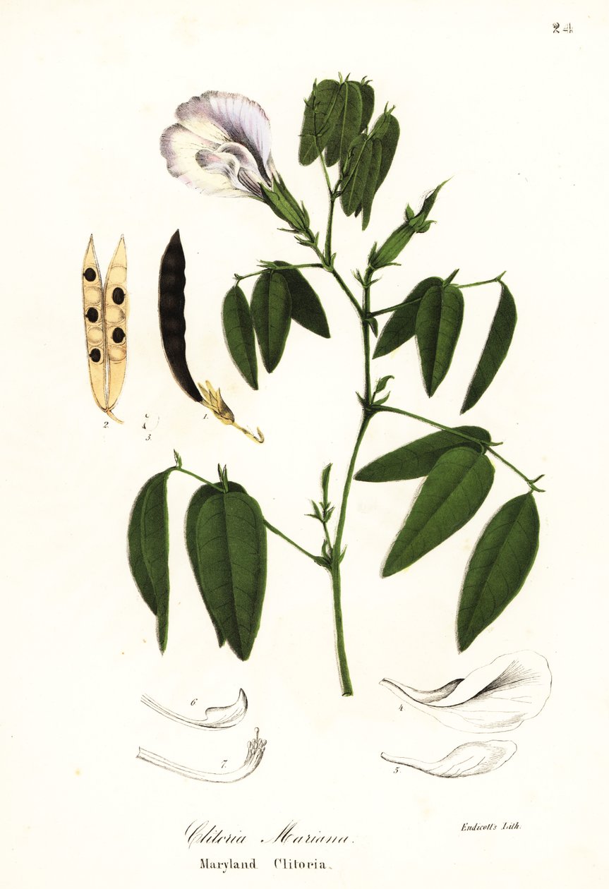 Pois papillon, ailes de pigeon de l