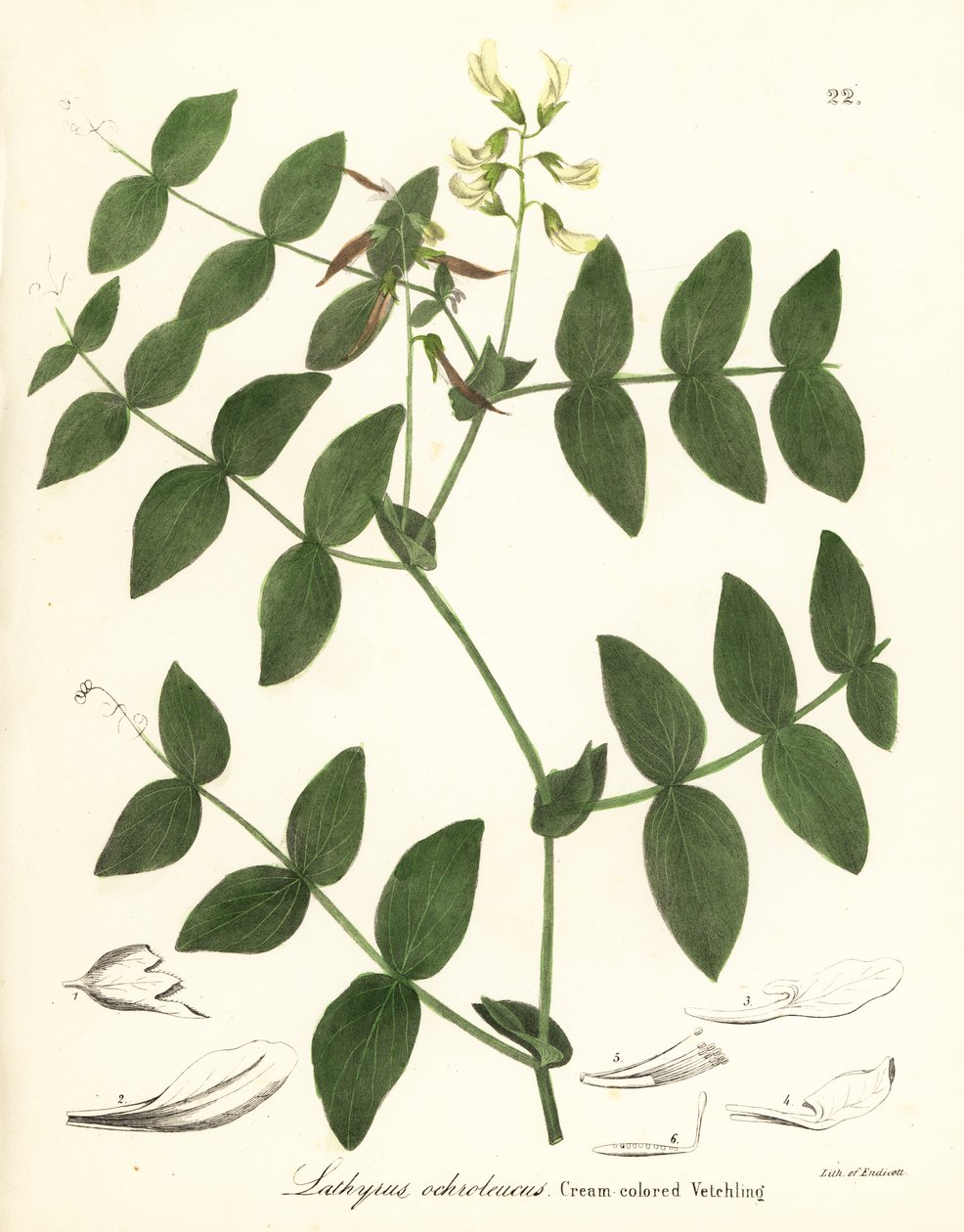 Pois crème ou gesse crème, Lathyrus ochroleucus - Endicott Endicott