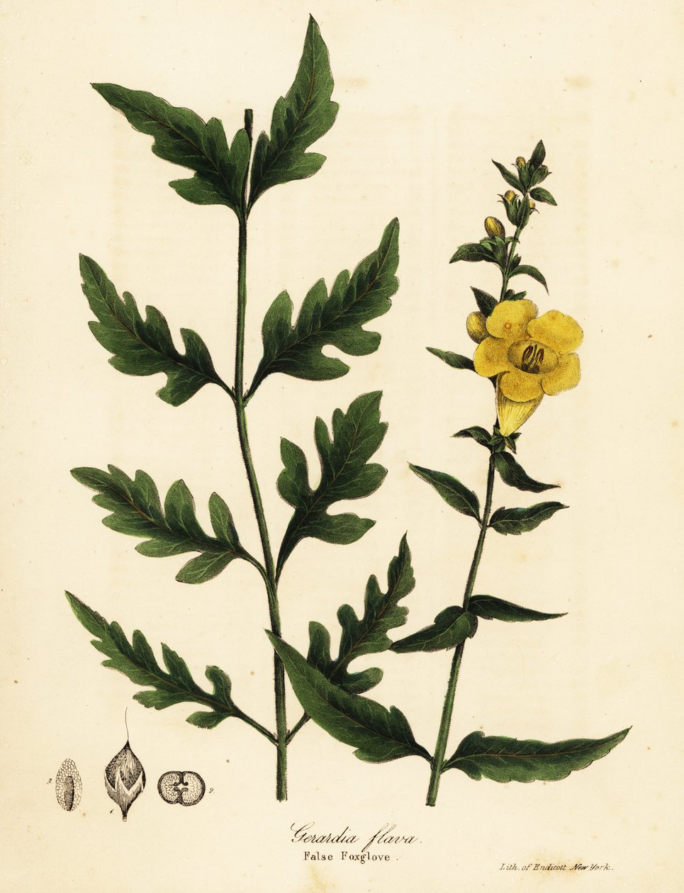 Fausse digitale, Aureolaria flava - Endicott Endicott
