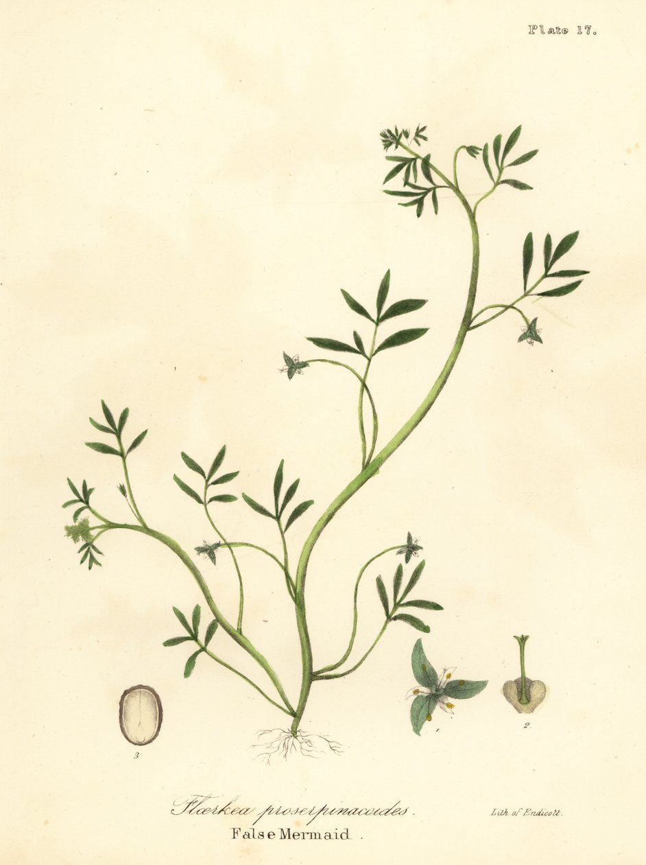 Fausse sirène, Floerkea proserpinacoides - Endicott Endicott