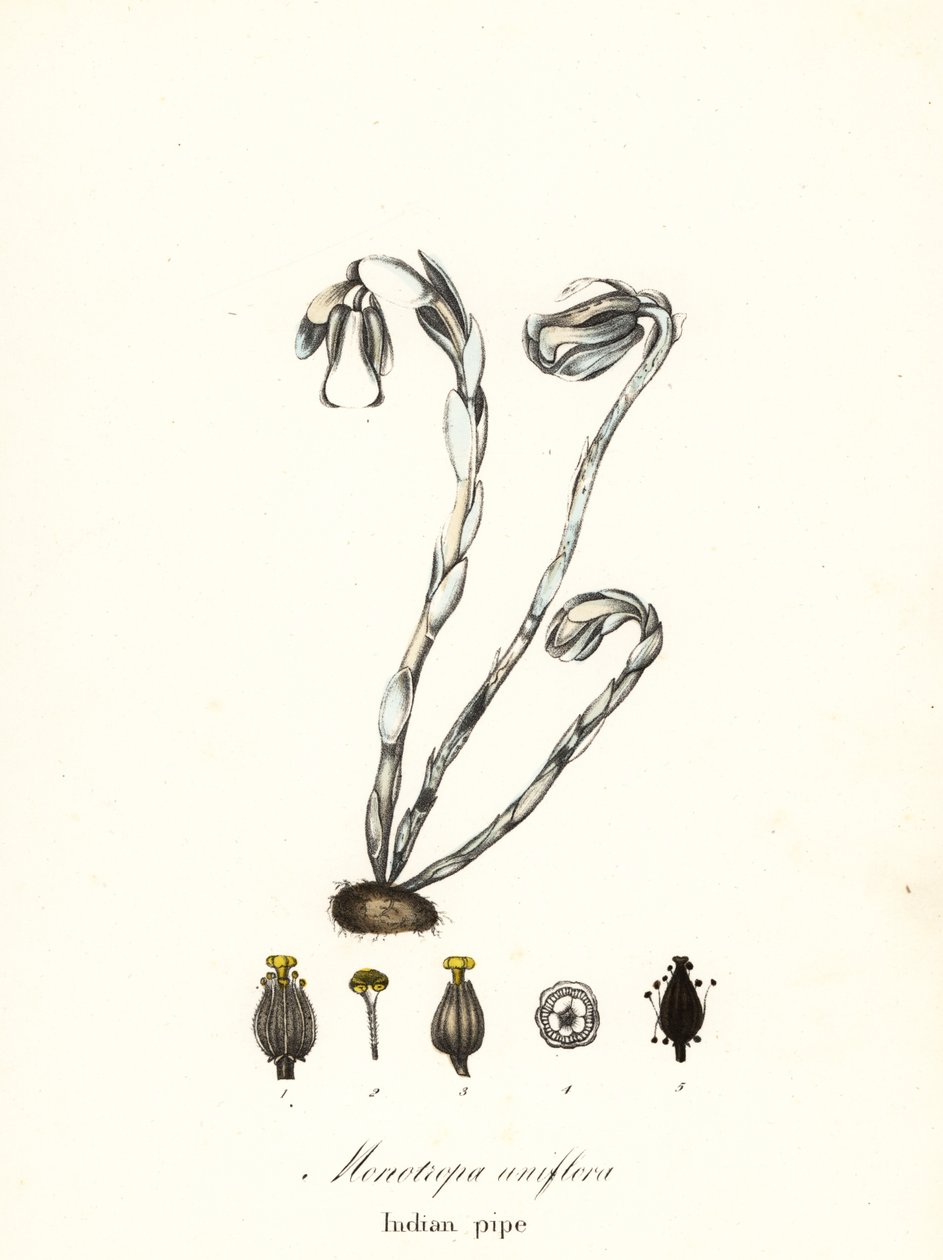 Plante fantôme, pipe indienne ou plante cadavre, Monotropa uniflora - Endicott Endicott