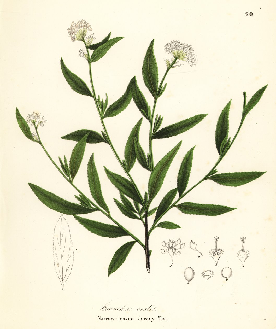 Thé de Jersey, Ceanothus herbaceus - Endicott Endicott