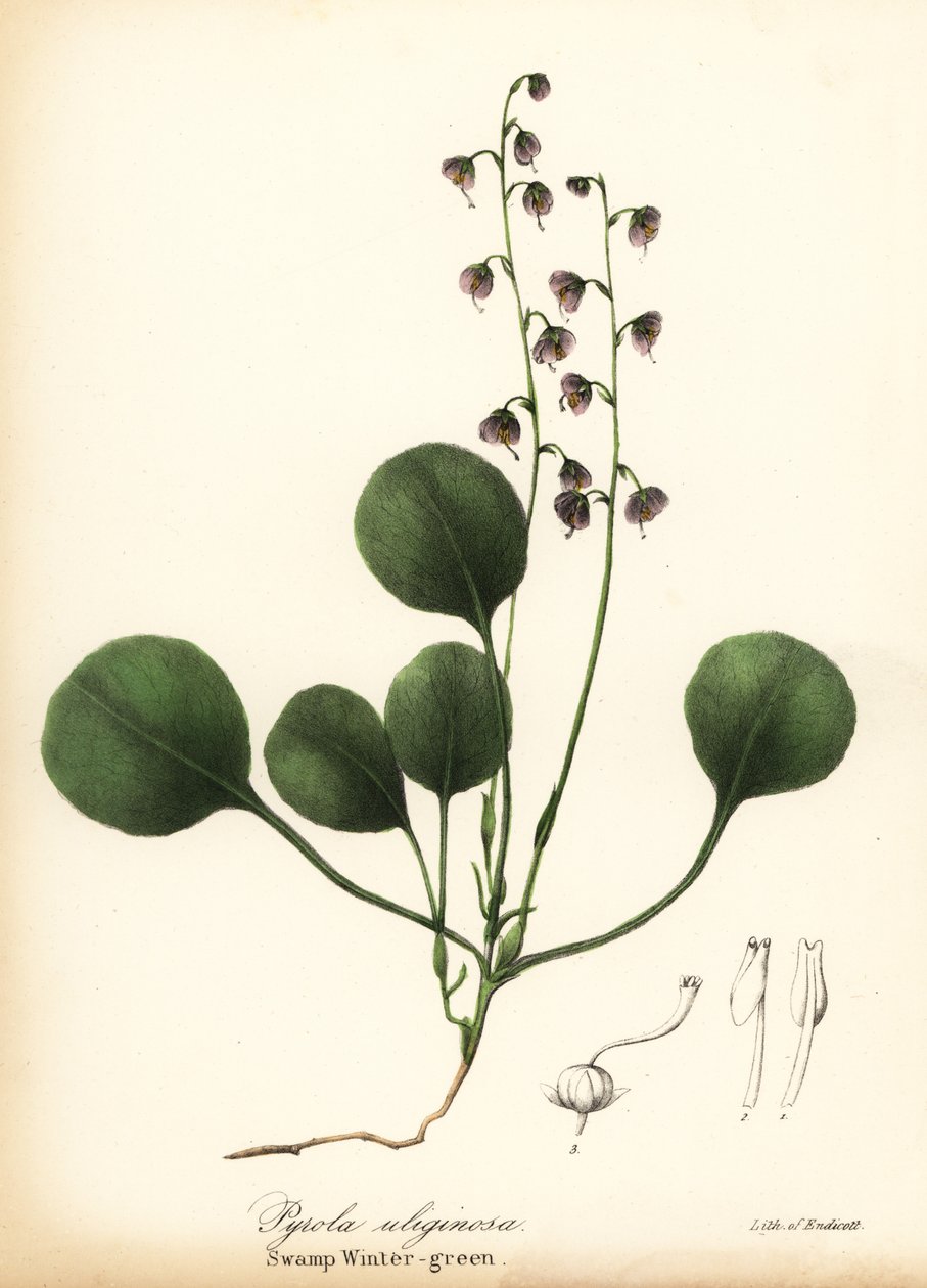 Pyrole à feuilles d