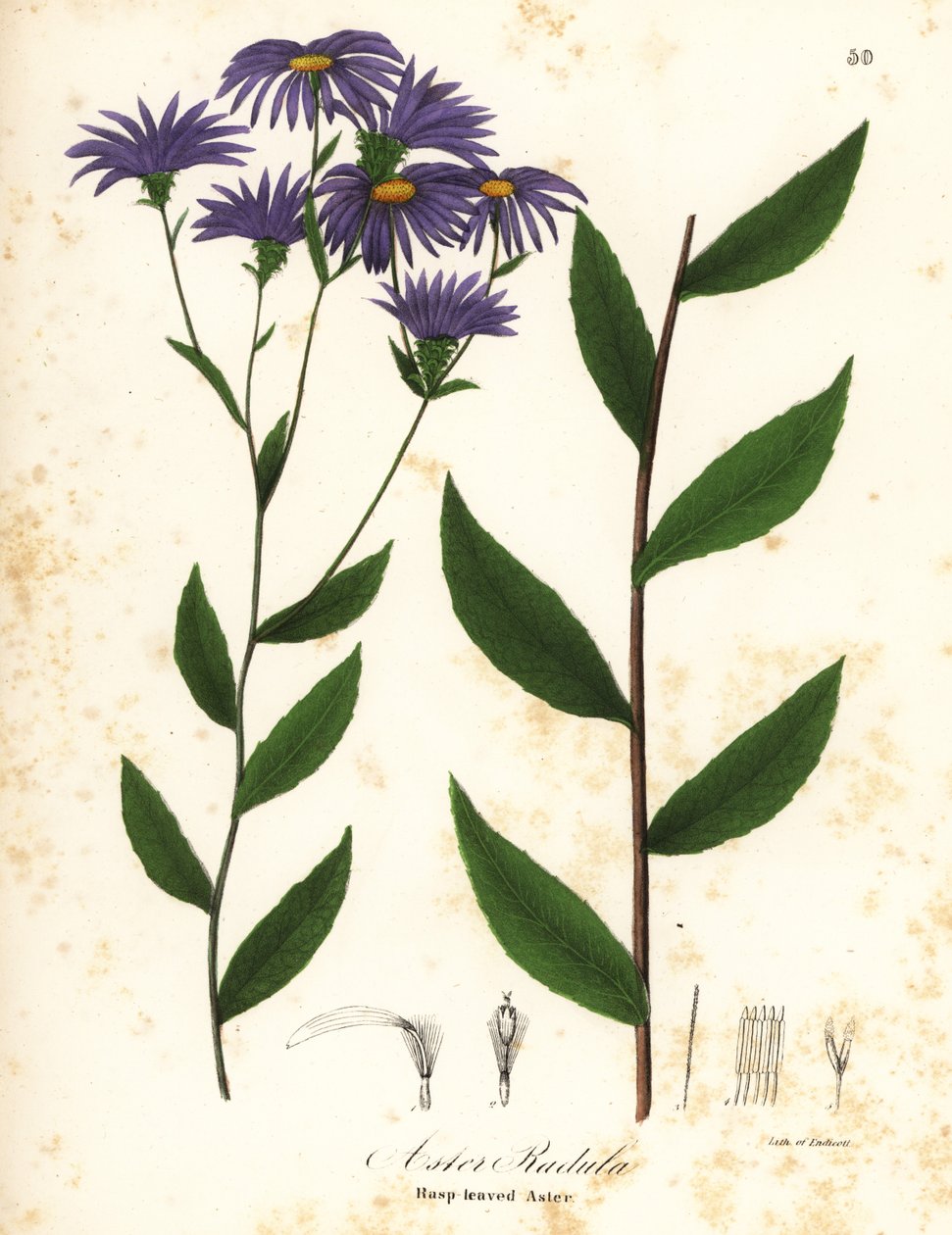 Aster rugueux ou aster des bois rugueux, Eurybia radula (Aster à feuilles râpeuses, Aster radula) - Endicott Endicott