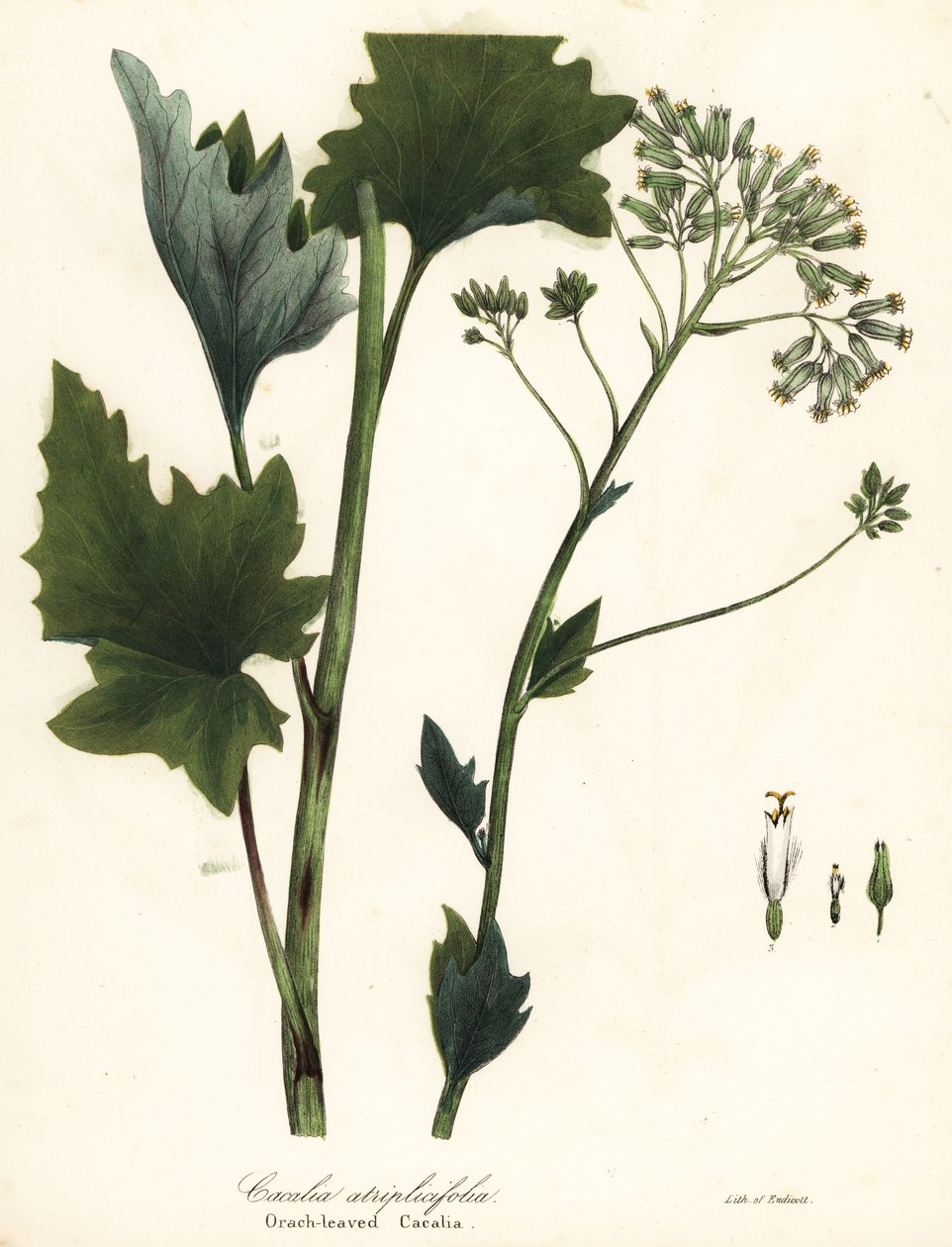 Plantain indien pâle, Arnoglossum atriplicifolium - Endicott Endicott