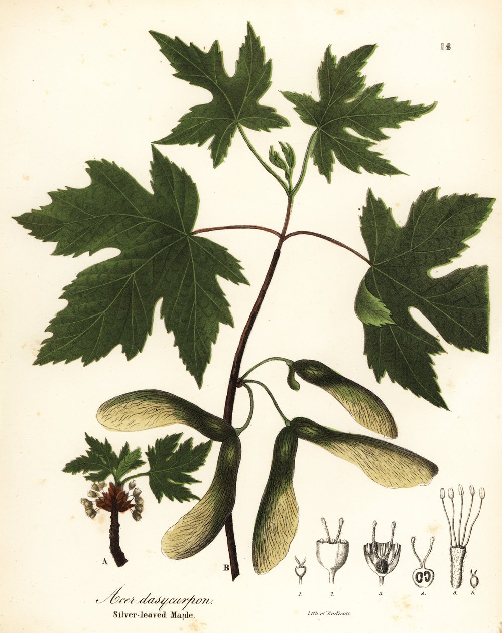 Érable argenté, Acer saccharinum (Érable à feuilles argentées, Acer dasycarpum) - Endicott Endicott