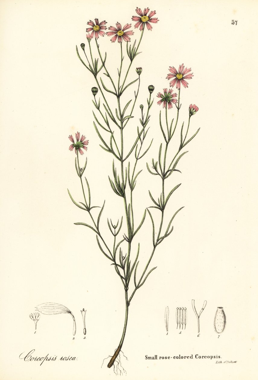 Petite coréopsis rose, Coreopsis rosea - Endicott Endicott
