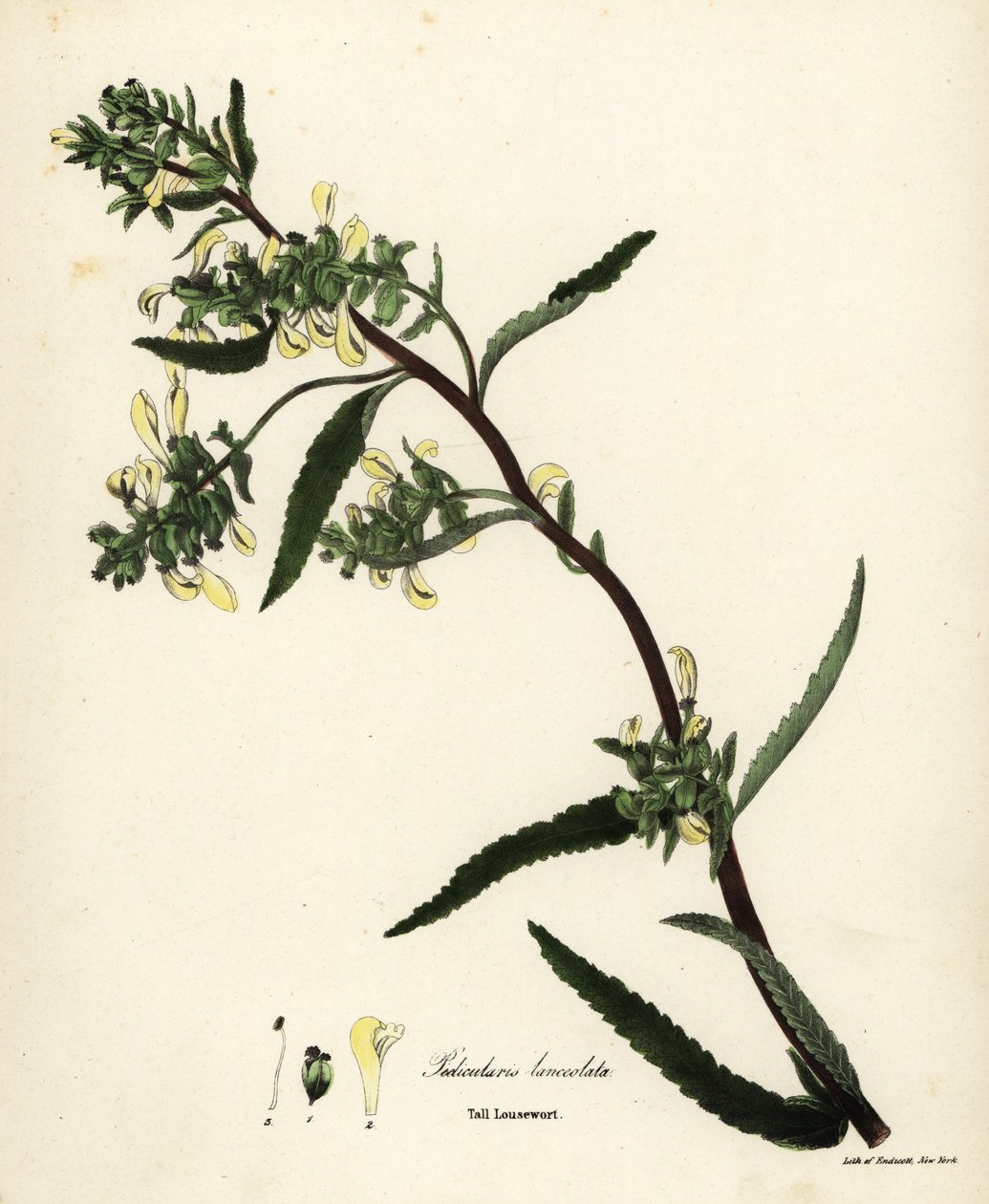 Pédiculaire des marais, Pedicularis lanceolata - Endicott Endicott