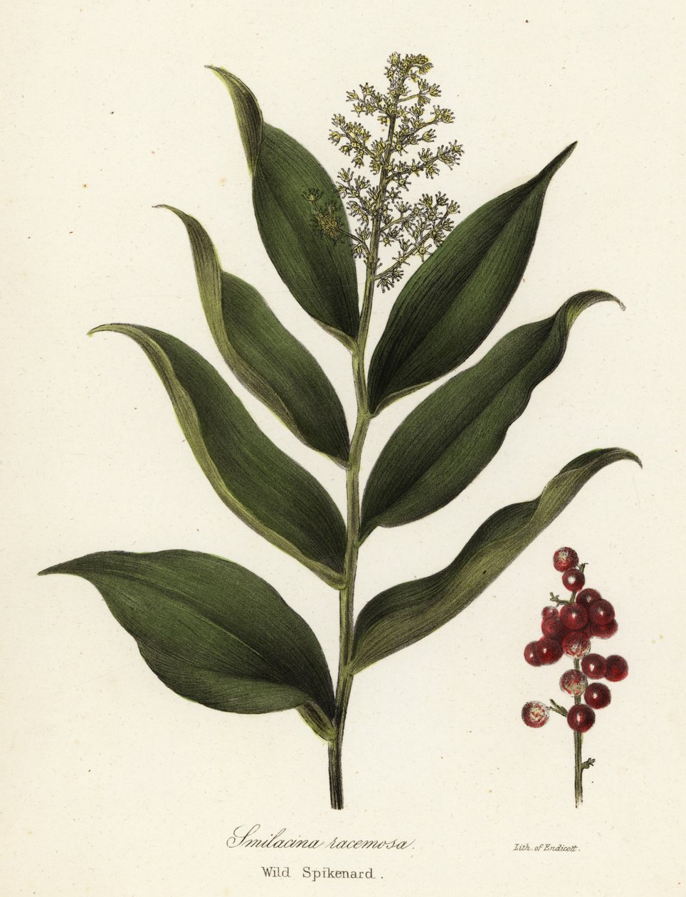 Maianthemum racemosum (Smilacina racemosa) - Endicott Endicott