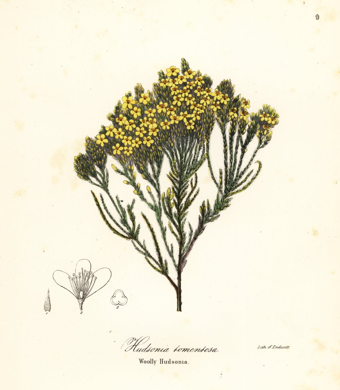 Bruyère laineuse, bruyère de plage, bruyère de sable ou hudsonie laineuse, Hudsonia tomentosa - Endicott Endicott