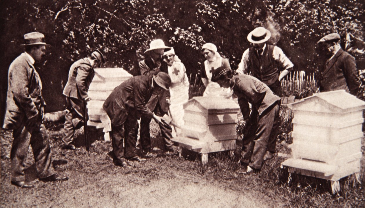 Instruction en apiculture sous le programme de Lord Eglinton : fumigation, de The Illustrated War News, 5 juillet 1916 - English Photographer