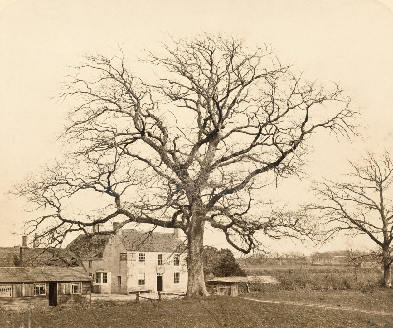 Chêne (en hiver), Friars Oak, Clayton, Sussex, 1860 - English Photographer