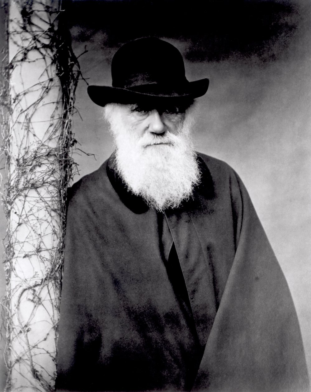 Portrait de Charles Darwin, 1881 - English Photographer
