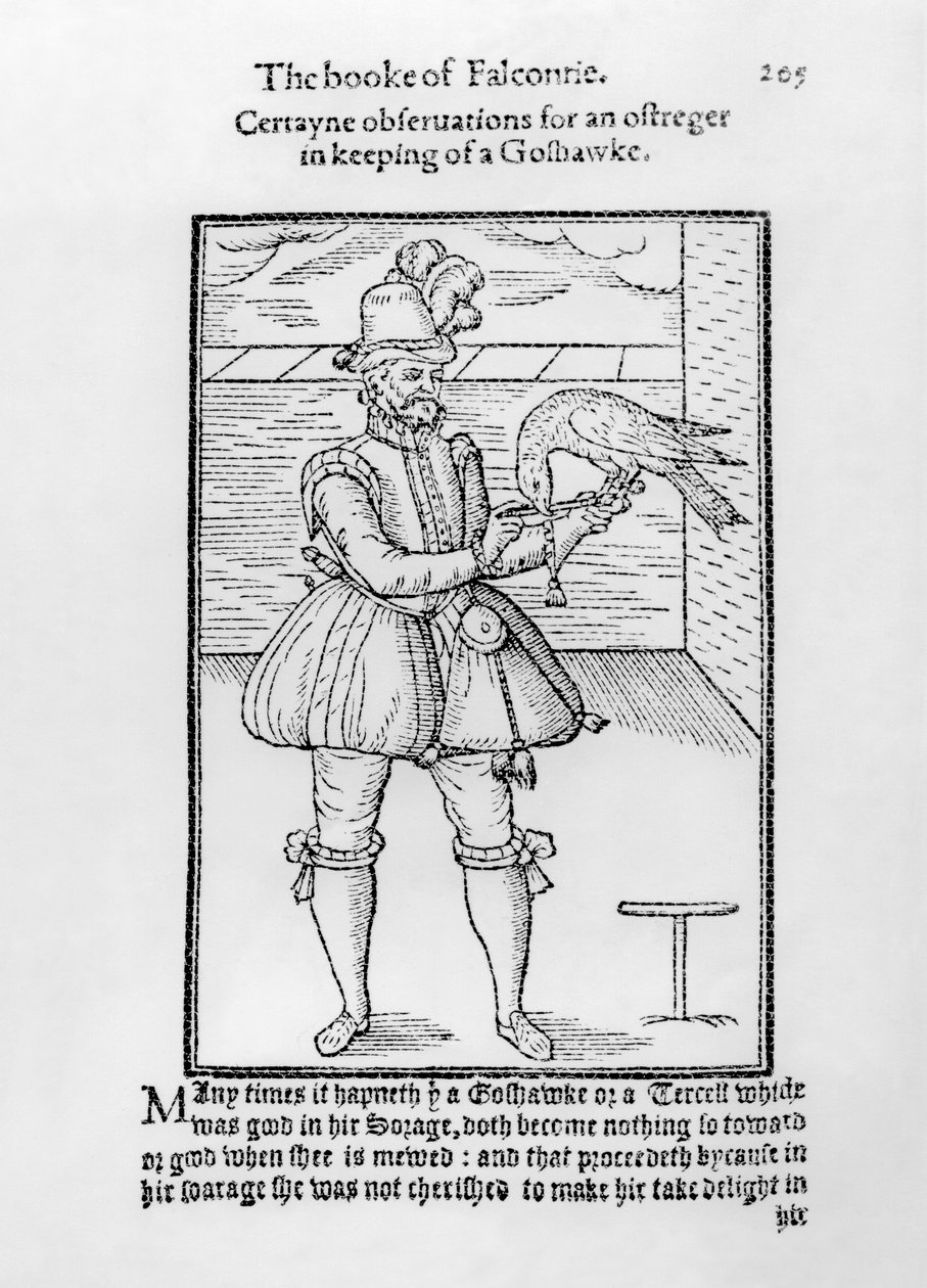 Un fauconnier avec son autour, illustration de 